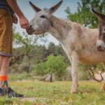 socks with donkey